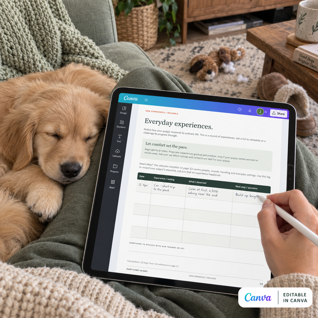 Everyday experiences page being edited in Canva beside a sleeping puppy